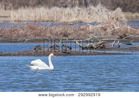 In The Dupage River, A Mute Swan Drifts Past Three Sleeping Geese. The Swan, Wings Raised Like A Sai