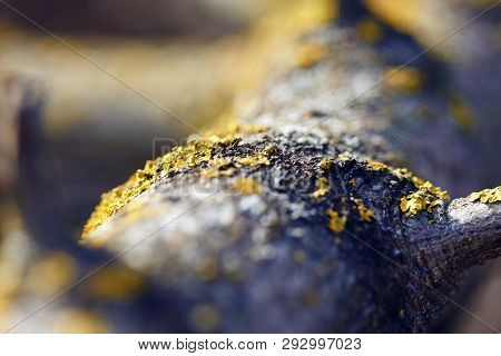 The Trunk Of A Tree, The Bark Of Which Is Covered With Patches Of Yellow Lichen. The Wood Is Illumin
