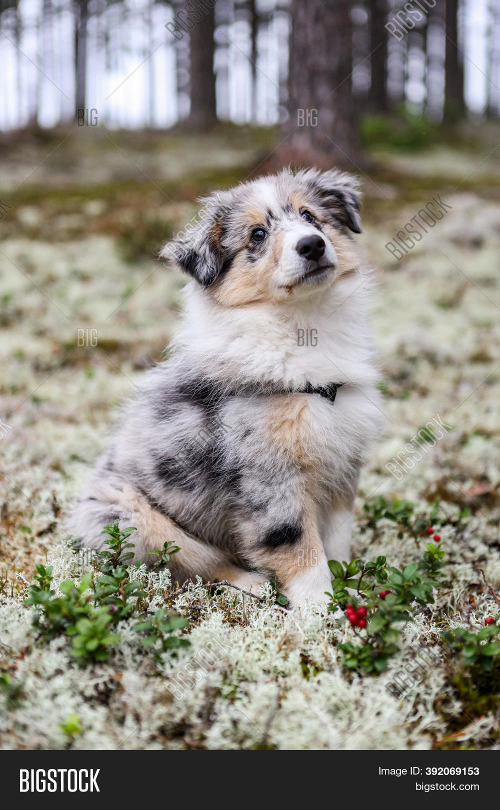 sheltie red merle