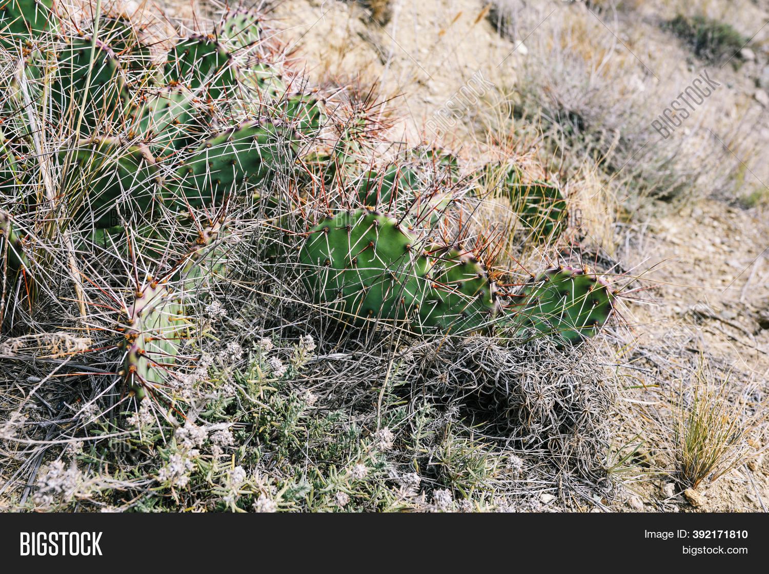 Wild Cacti Growing On Image & Photo (Free Trial) Bigstock
