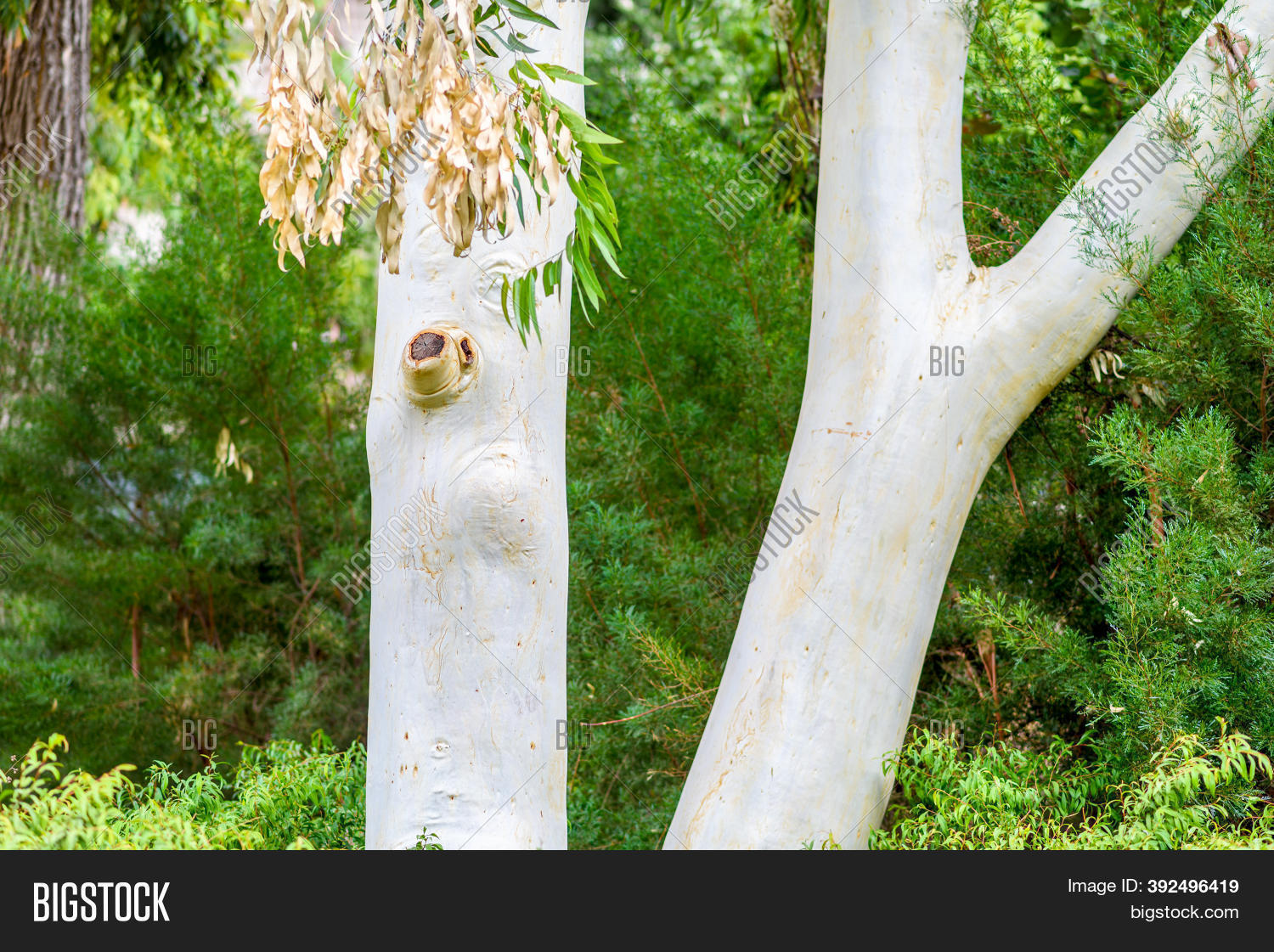 White Trunk Eucalyptus Image & Photo (Free Trial) Bigstock