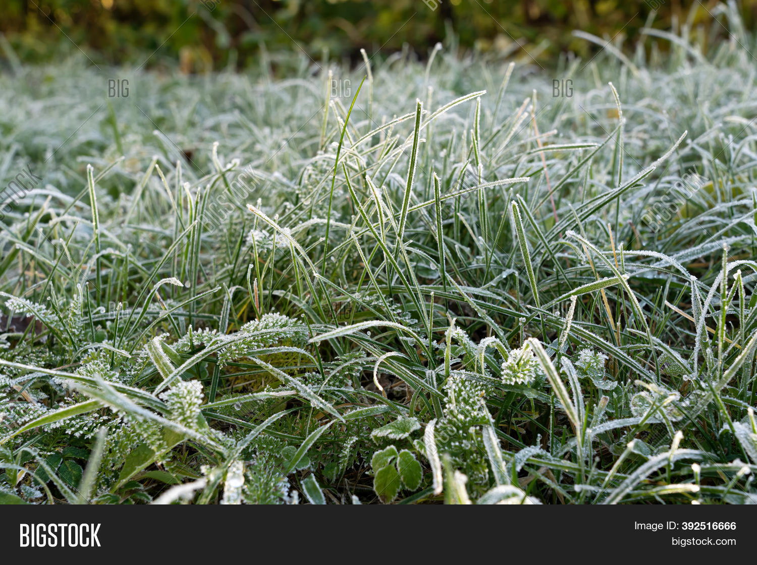 Frost On Grass During Image & Photo (Free Trial) Bigstock
