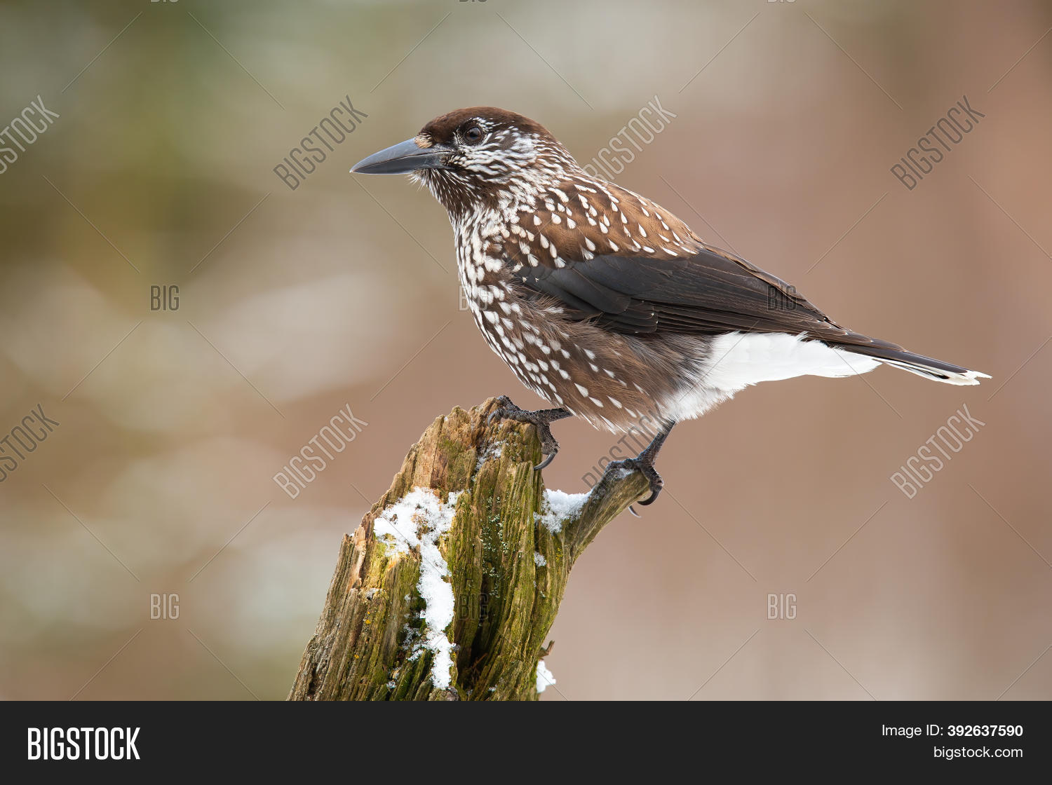 Spotted Nutcracker Image & Photo (Free Trial) Bigstock