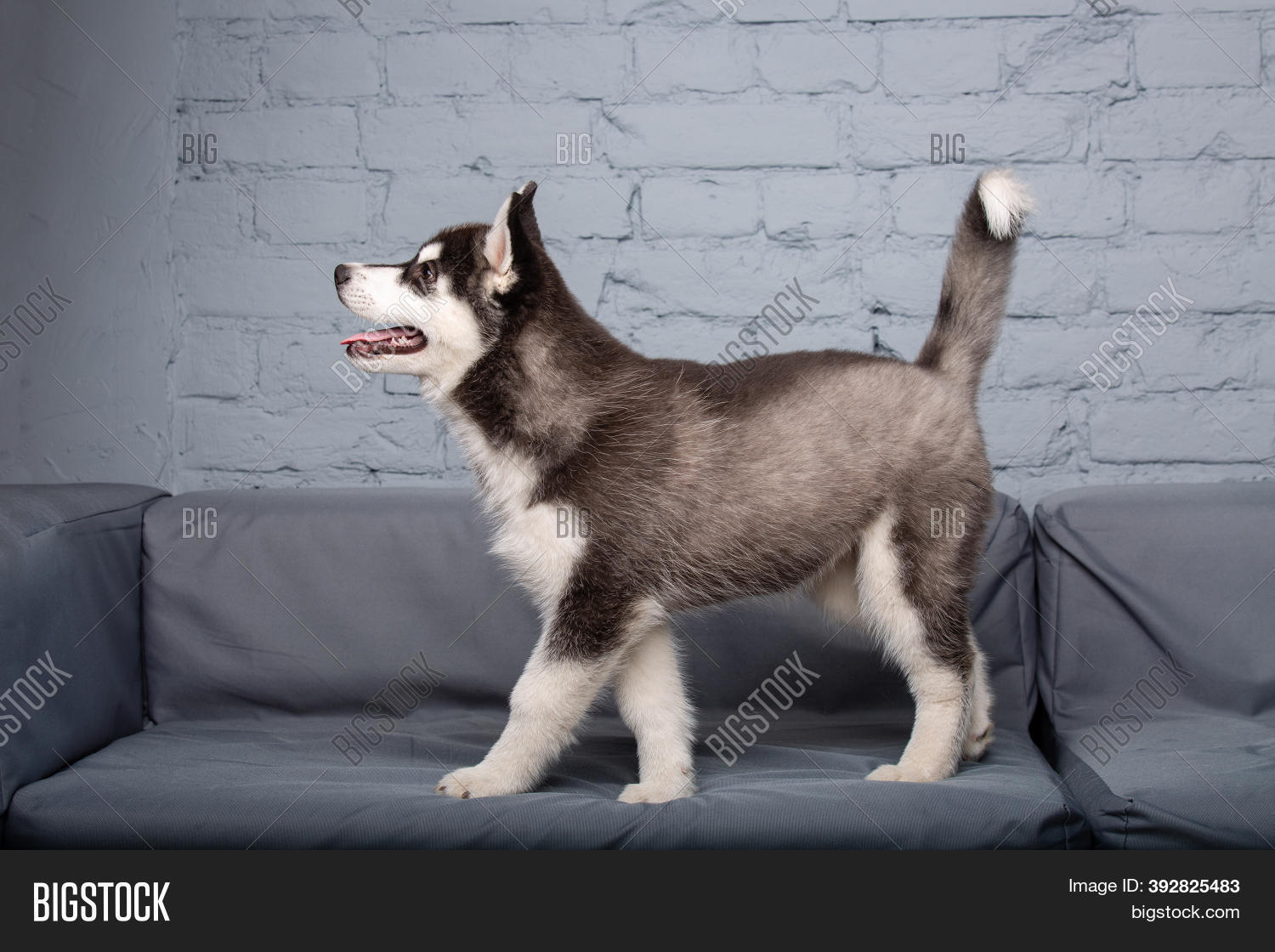 husky sofa