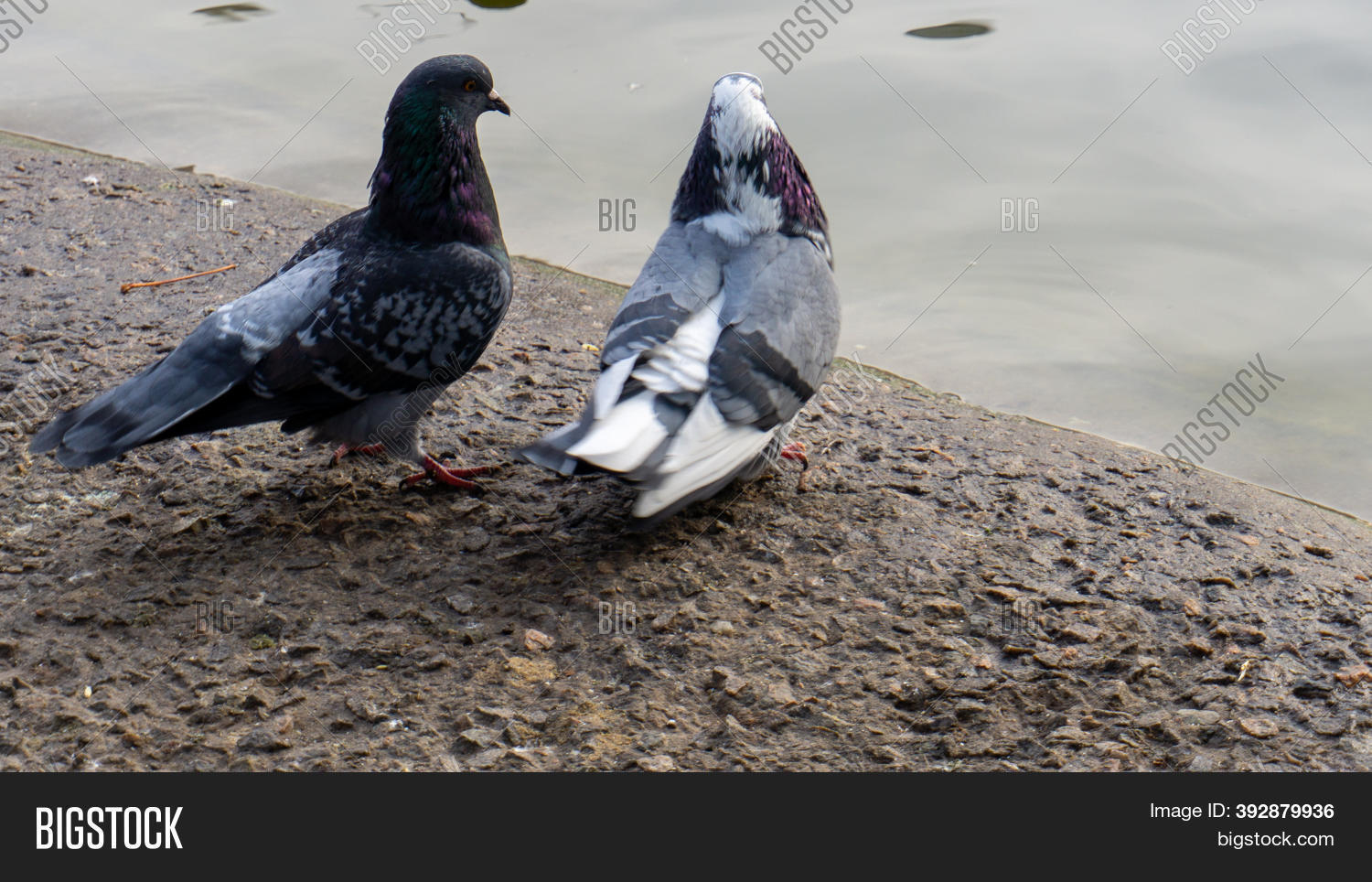 Two Pigeons Coo On Image & Photo (Free Trial) Bigstock