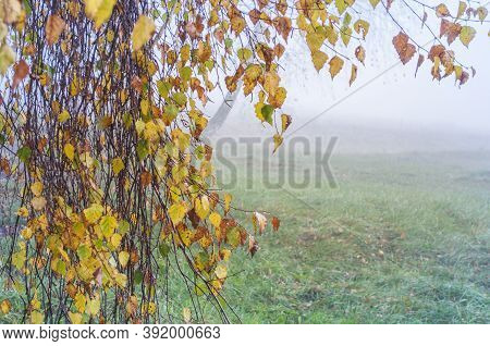 Birch Branches With Colorful Autumn Leaves And Drops Of Dew On A Blurred Tuvan Background. Autumn Co