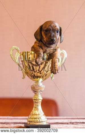 Tiny Tan Black Brindle Dachshund Winner Pup In A Huge Glowing Golden Prize Cup On A Table Indoors, V
