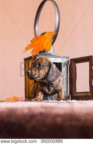 Little Tan Black Brindle Dachshund Puppy Climbing Out Of A Metal Lantern With Red Autumn Leaf On A T