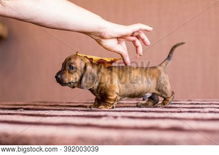 Female Hand Laying Autumn Lorange Leaf On Red Tan Black Brindle Dachshund Puppy On A Striped Table I