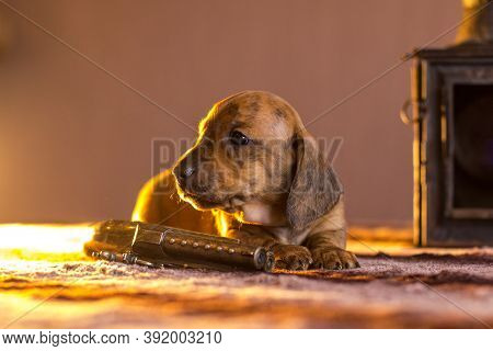 Gangster Tan Brown Brindle Dachshund Puppy Laying Near Toy Gun On Table Near Lantern In Contoured Ye