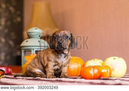 Brindle Brown Red Dachshund Puppy In Harvest Still-life