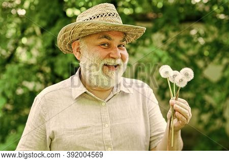 Hello Summer. Senior Man Blowing Dandelion Seeds In Park. Elderly Man In Straw Summer Hat. Concept M