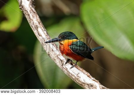 American Pygmy Kingfisher (chloroceryle Aenea) Perched On A Stick, Costa Rica