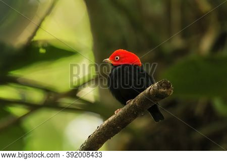 Red-capped Manakin (ceratopipra Mentalis) Sitting On A Branch, Costa Rica