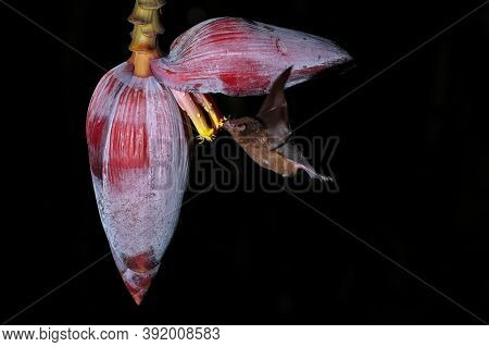 Orange Nectar Bat (lonchophylla Robusta) Feeding At Banana Flower, Costa Rica