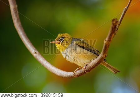 Fiji White-eye (zosterops Explorator) Sitting On A Tree Branch. It Is Endemic To The Islands Of Fiji