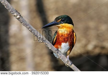 American Pygmy Kingfisher (chloroceryle Aenea) Perched On A Stick, Costa Rica