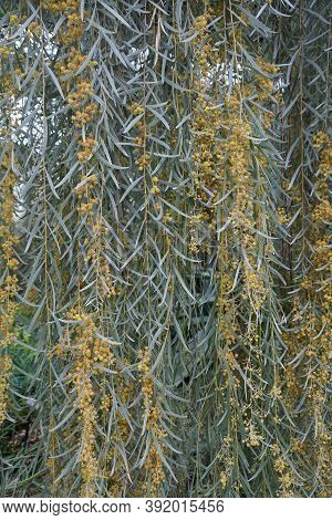 Weeping Myall Tree With Pale Yellow Flowers