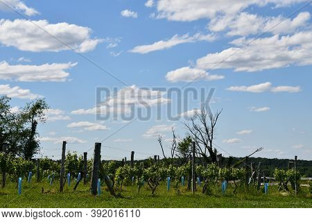 Wallingford, Ct - Jun 13: View From Gouveia Vineyards In Wallingford, Connecticut, As Seen On Jun 13