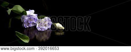 White Flowers On Black Background, Reflection. The Concept Of Mourning And Sorrow.
Copy Space For Te