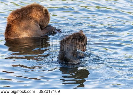 Brown Bear Cub With She-bear Fishing Red Salmon Fish In River During Spawning. Wild Predators In Nat