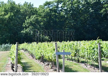 Clinton, Ct - Jul 4: Chamard Vineyard In Clinton, Connecticut, As Seen On July 4, 2020.