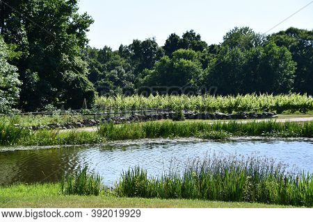 Clinton, Ct - Jul 4: Chamard Vineyard In Clinton, Connecticut, As Seen On July 4, 2020.