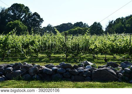 Clinton, Ct - Jul 4: Chamard Vineyard In Clinton, Connecticut, As Seen On July 4, 2020.