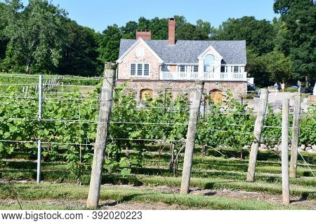 Clinton, Ct - Jul 4: Chamard Vineyard In Clinton, Connecticut, As Seen On July 4, 2020.