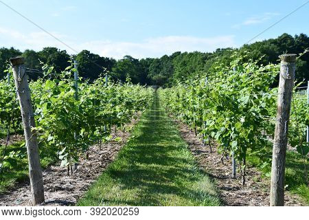Clinton, Ct - Jul 4: Chamard Vineyard In Clinton, Connecticut, As Seen On July 4, 2020.