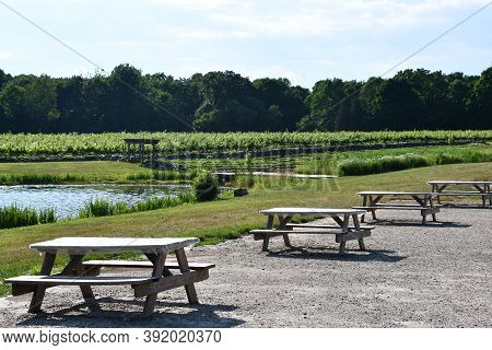 Clinton, Ct - Jul 4: Chamard Vineyard In Clinton, Connecticut, As Seen On July 4, 2020.