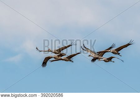 A Large Sandhill Cranes In Bisbee, Arizona