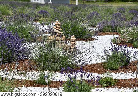 Killingworth, Ct - Jul 4: Lavender Pond Farm In Killingworth, Connecticut, As Seen On July 4, 2020. 