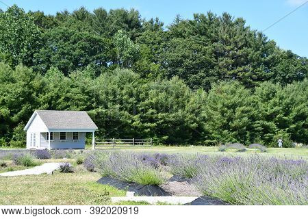 Killingworth, Ct - Jul 4: Lavender Pond Farm In Killingworth, Connecticut, As Seen On July 4, 2020. 