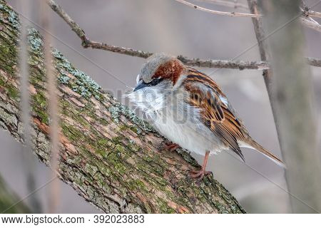 The House Sparrow, Passer Domesticus, Sitting On A Branch Without Leaves With Feathers In Its Beak. 