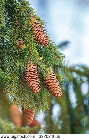 Green Spruce Branches With Needles And Many Cones In Winter. Many Cones On Spruce. Fir Tree. Backgro