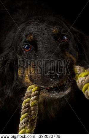 Black Hovawart Portrait On Dark Background. Hovawart Femaile Dog On Black Background. Black Dog Clos