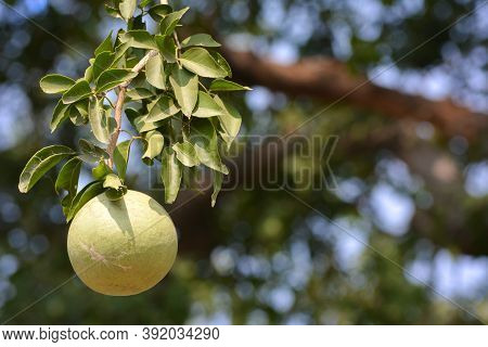 Aegle Marmelos Or Indian Bael Fruit On The Tree