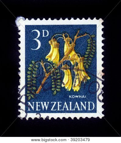 Kowhai Baum
