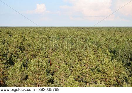Areal View Of Pine Trees Forest From View Tower On A Warm Summer Day. Photo Taken In Latvia.