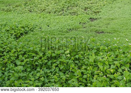 Different Plants Siderates Growing In The Field. Siderates Or Green Fertilisers Are Plants That Are 