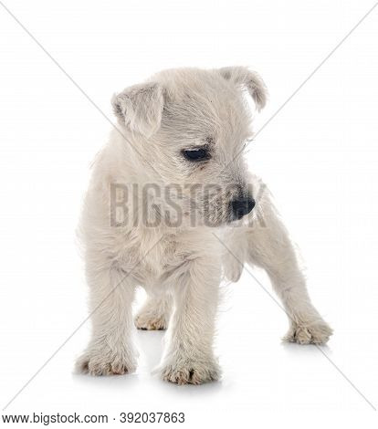 Puppy West Highland White Terrier In Front Of White Background
