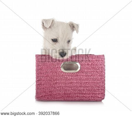 Puppy West Highland White Terrier In Front Of White Background