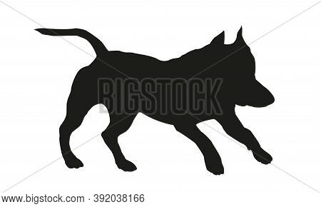 Running American Staffordshire Terrier Puppy. Black Dog Silhouette. Isolated On A White Background. 