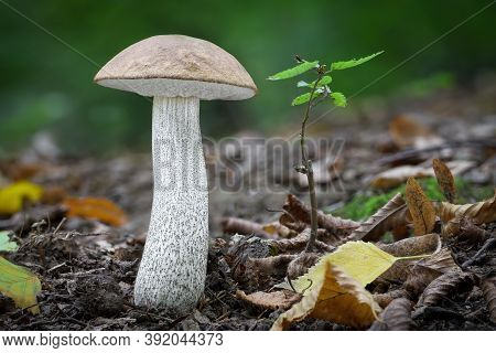 Edible Mushroom Leccinum Scabrum (commonly Known As Rough-stemmed Bolete, Scaber Stalk And Birch Bol