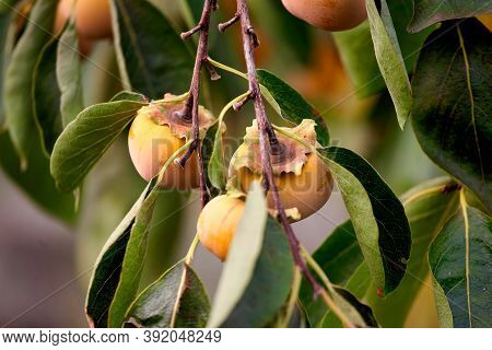 Persimmon Tree With Many Persimmons In Autumn. Persimmons That Are Ripened On The Branches