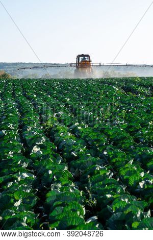 Pesticide Sprayer Tractor Field Farmer Vegetables Cabbage Harvest Greens