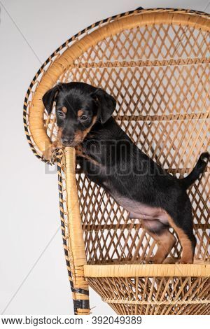 A Portrait Of A Cute Jack Russel Terrier Puppy, Standing On Hind Legs On A Rattan Chair, Isolated On