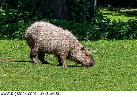The Capybara, Hydrochoerus Hydrochaeris Is A Mammal Native To South America. It Is The Largest Livin