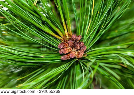 Evergreen Fluffy Cedar Tree Branch With Female Buds Covered With Pollen. Selective Focus, Close-up.